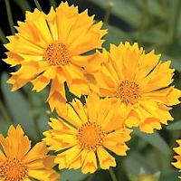 Coreopsis Jethro Tull